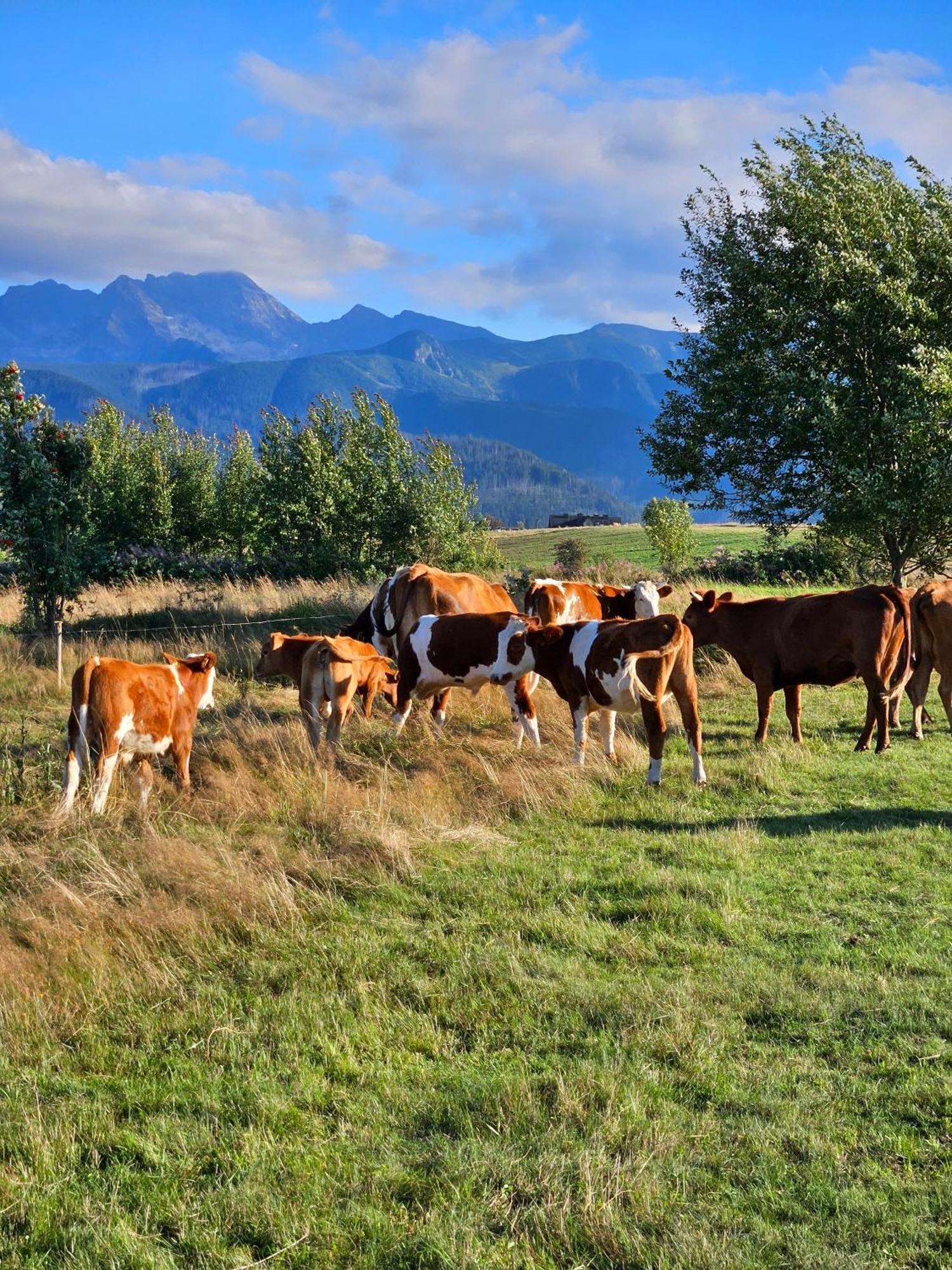 Holiday home Luxusowa Jurta Z Widokiem Na Gory - Jacuzzi, Sauna, Split Ac, Private, Star View Zakopane