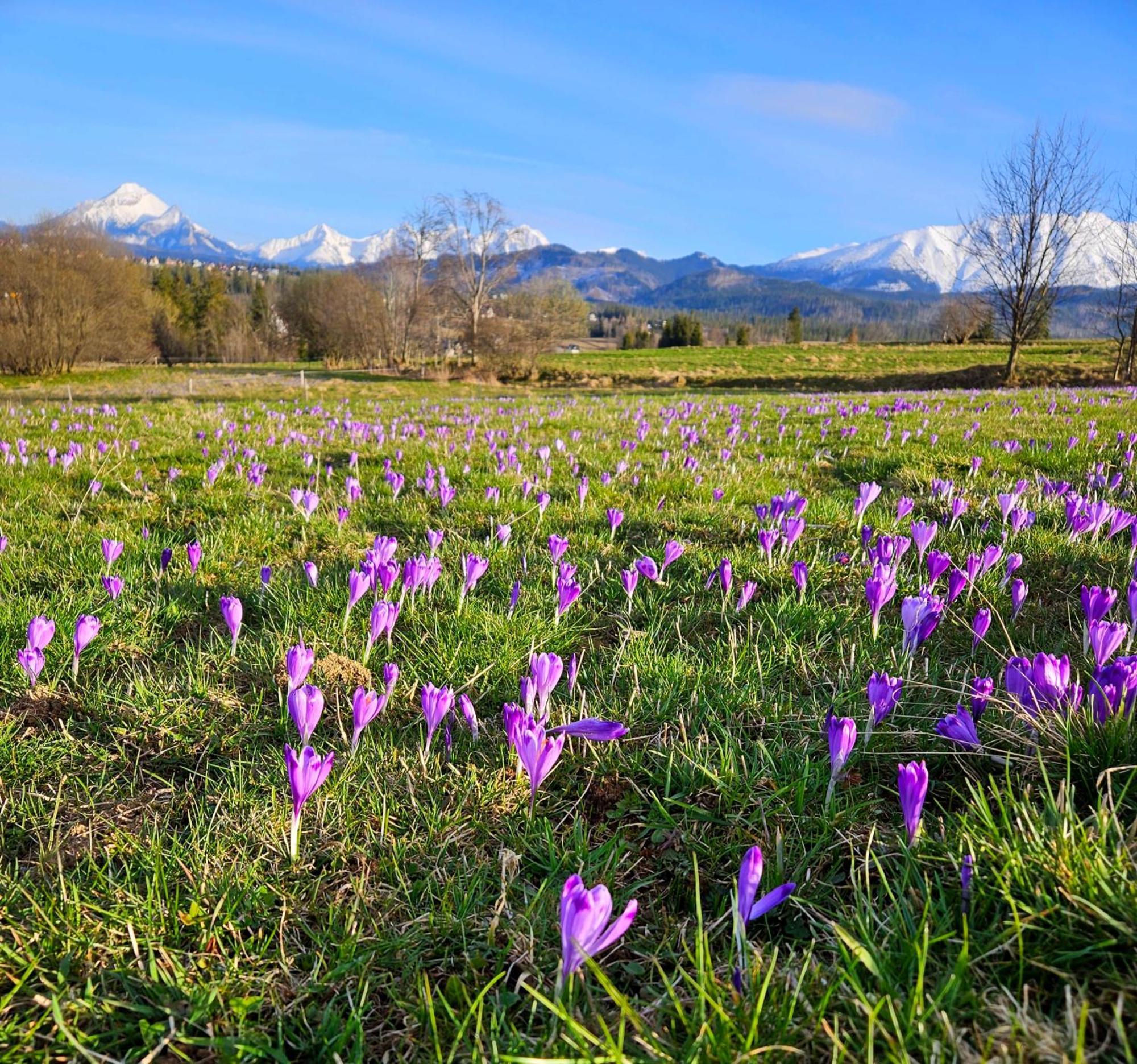 Luxusowa Jurta Z Widokiem Na Gory - Jacuzzi, Sauna, Split Ac, Private, Star View * Zakopane
